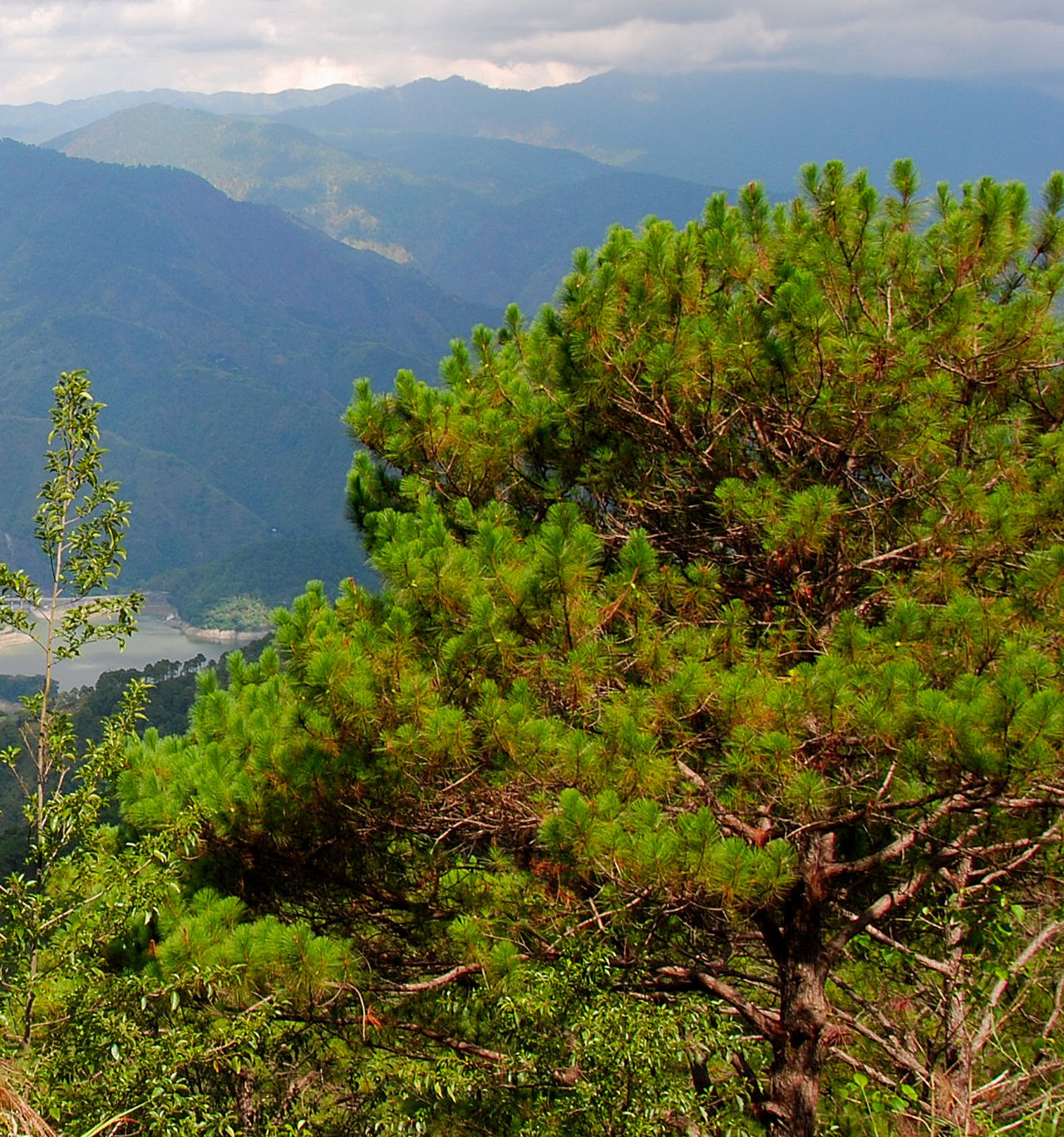 northeast-india-myanmar-pine-forests-one-earth